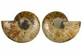 Cut & Polished, Crystal-Filled Ammonite Fossil - Madagascar #333728-1